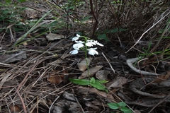 Habenaria plantaginea